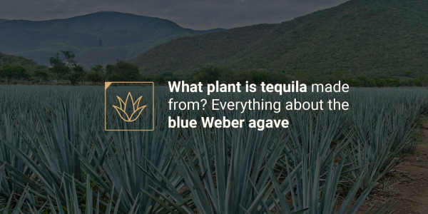 What plant is tequila made from_ Everything about the blue Weber agave_ What plant is tequila made from_ Everything about the blue Weber agave_