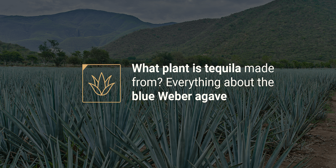What plant is tequila made from_ Everything about the blue Weber agave_
