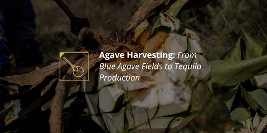 Agave Harvesting: From Blue Agave Fields to Tequila Production